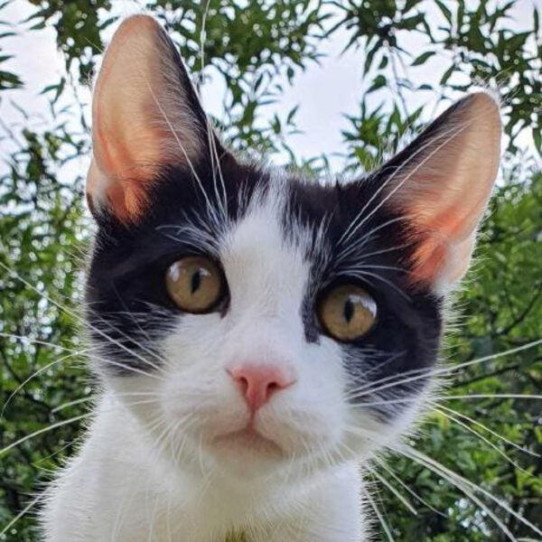 Patak Avatar